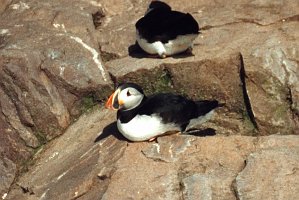 Puffin, Horned 1b